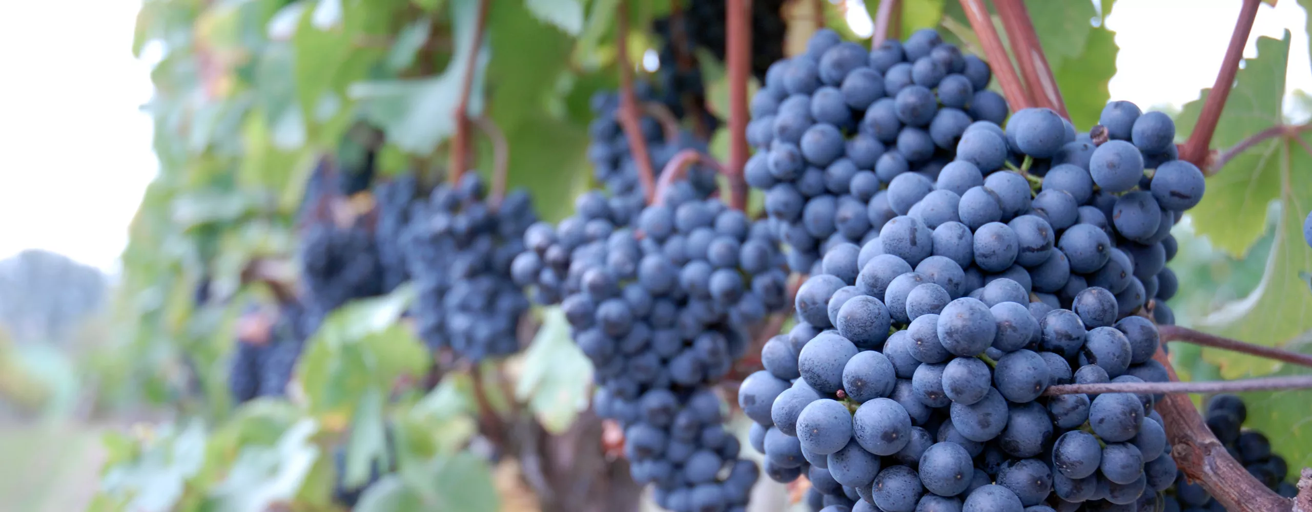 Einhaltung strenger Hygienevorschriften Getränkeindustrie