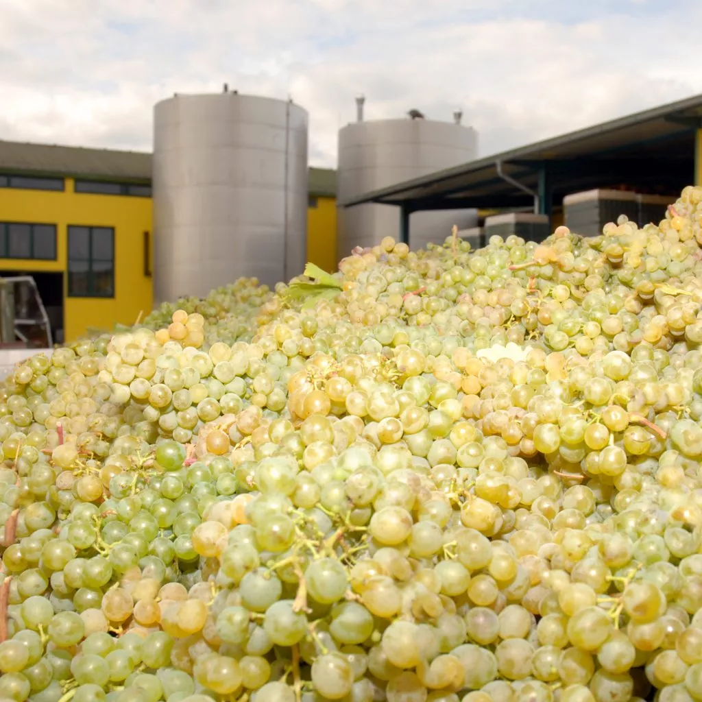 Hygienische Wände und Decken für Weinkeller von Schloss Fels
